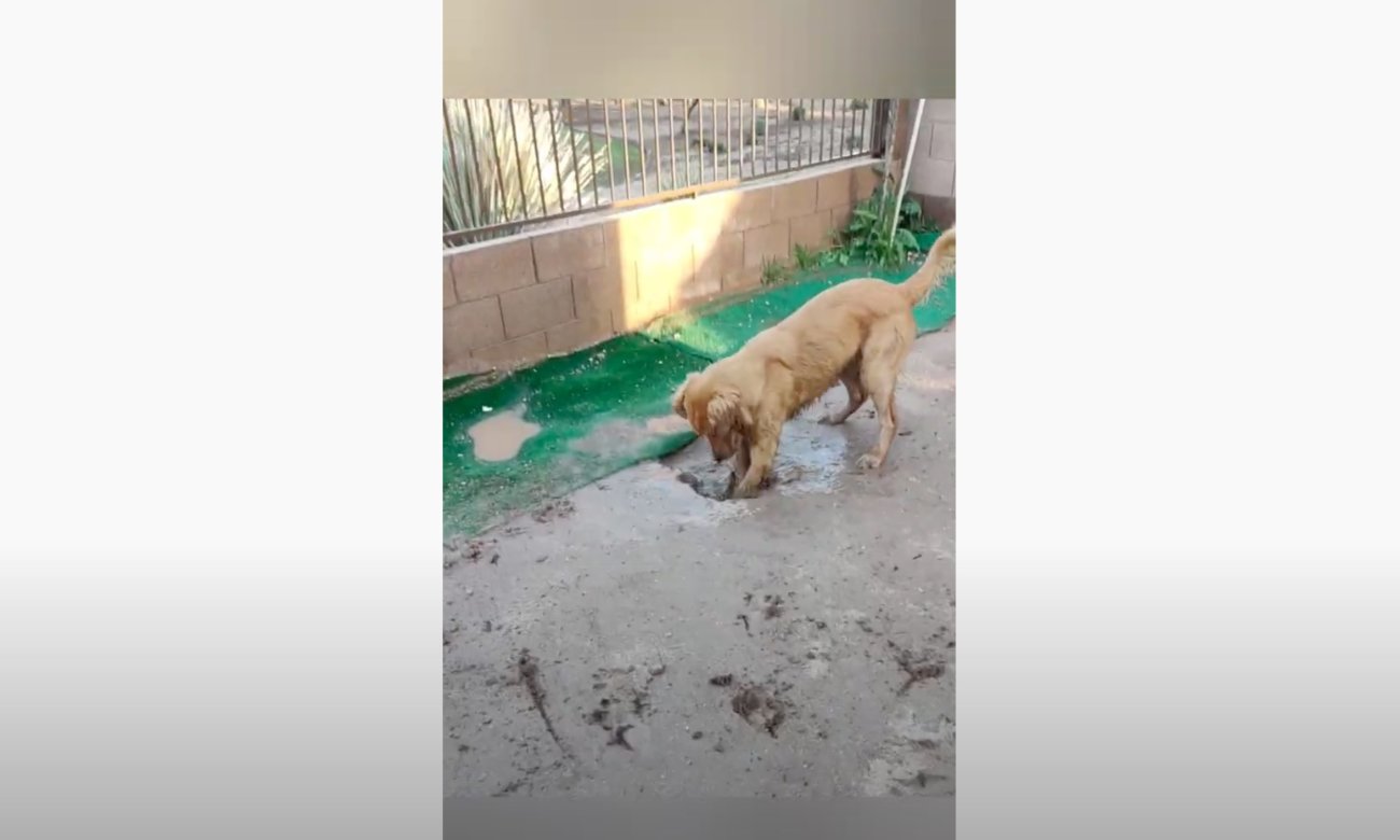 ゴールデンレトリーバー,動画