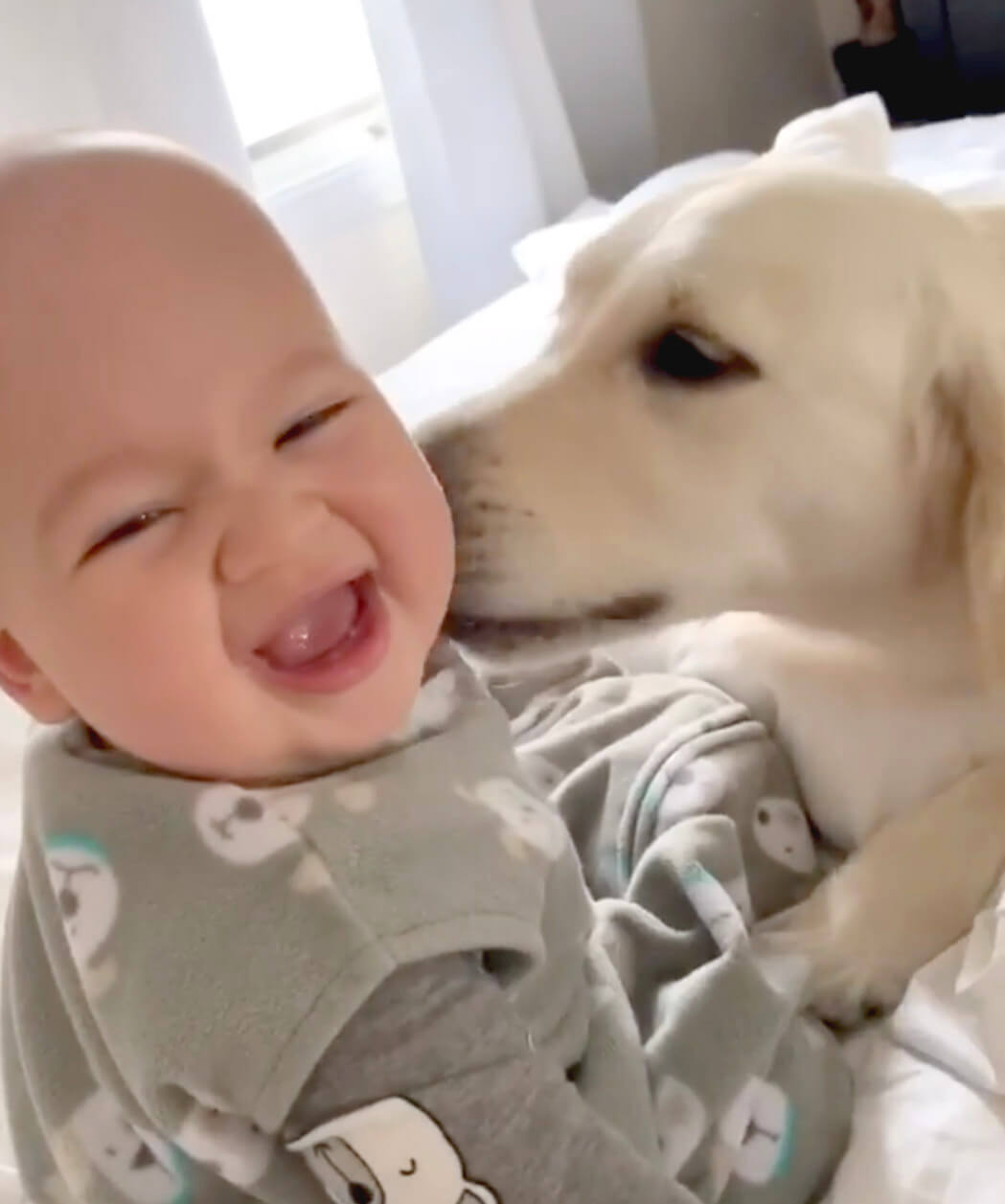 ゴールデンレトリーバー,動画