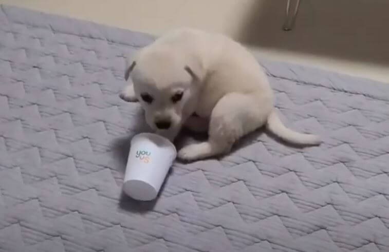 ラブラドールレトリーバー,動画