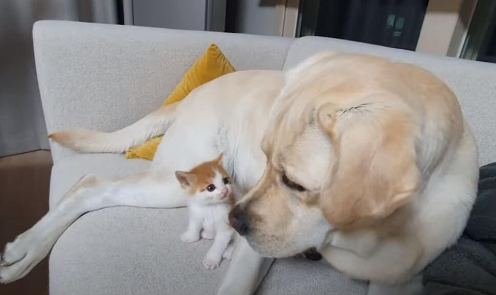 ラブラドールレトリーバー,動画