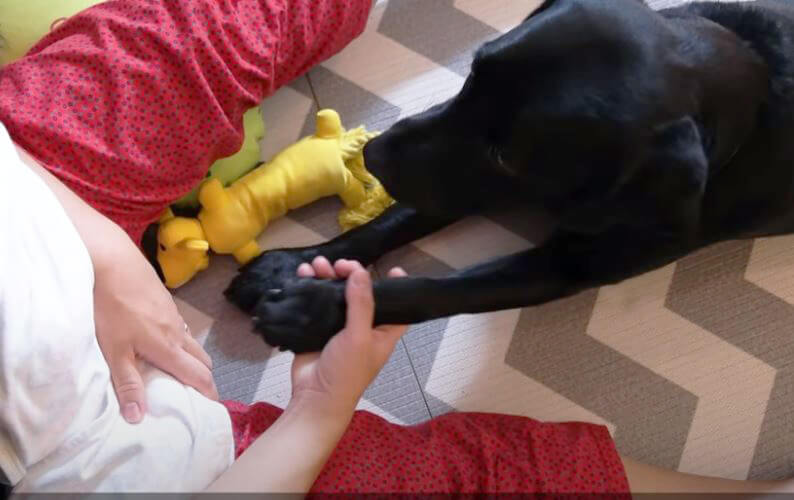 ラブラドールレトリーバー,動画