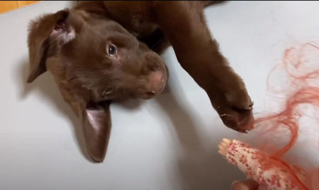 ラブラドールレトリーバー,動画