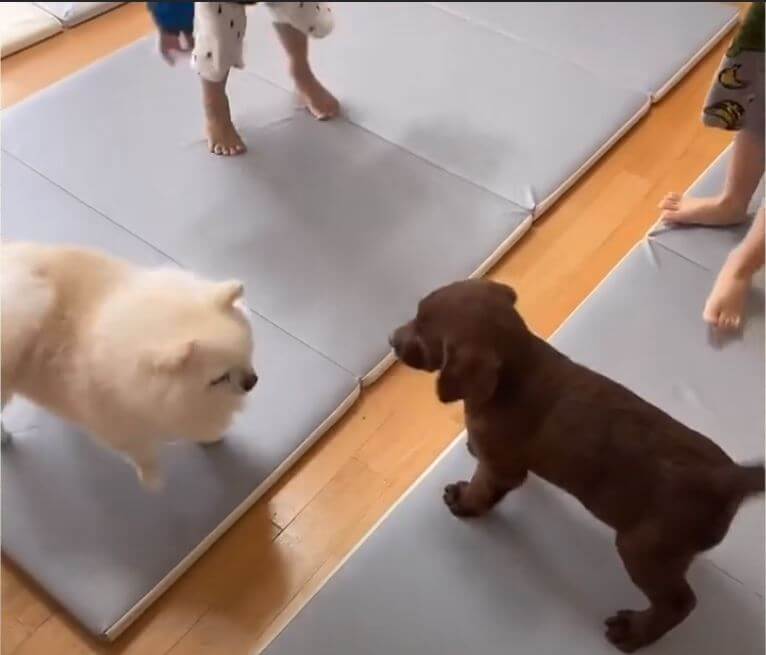 ラブラドールレトリーバー,動画