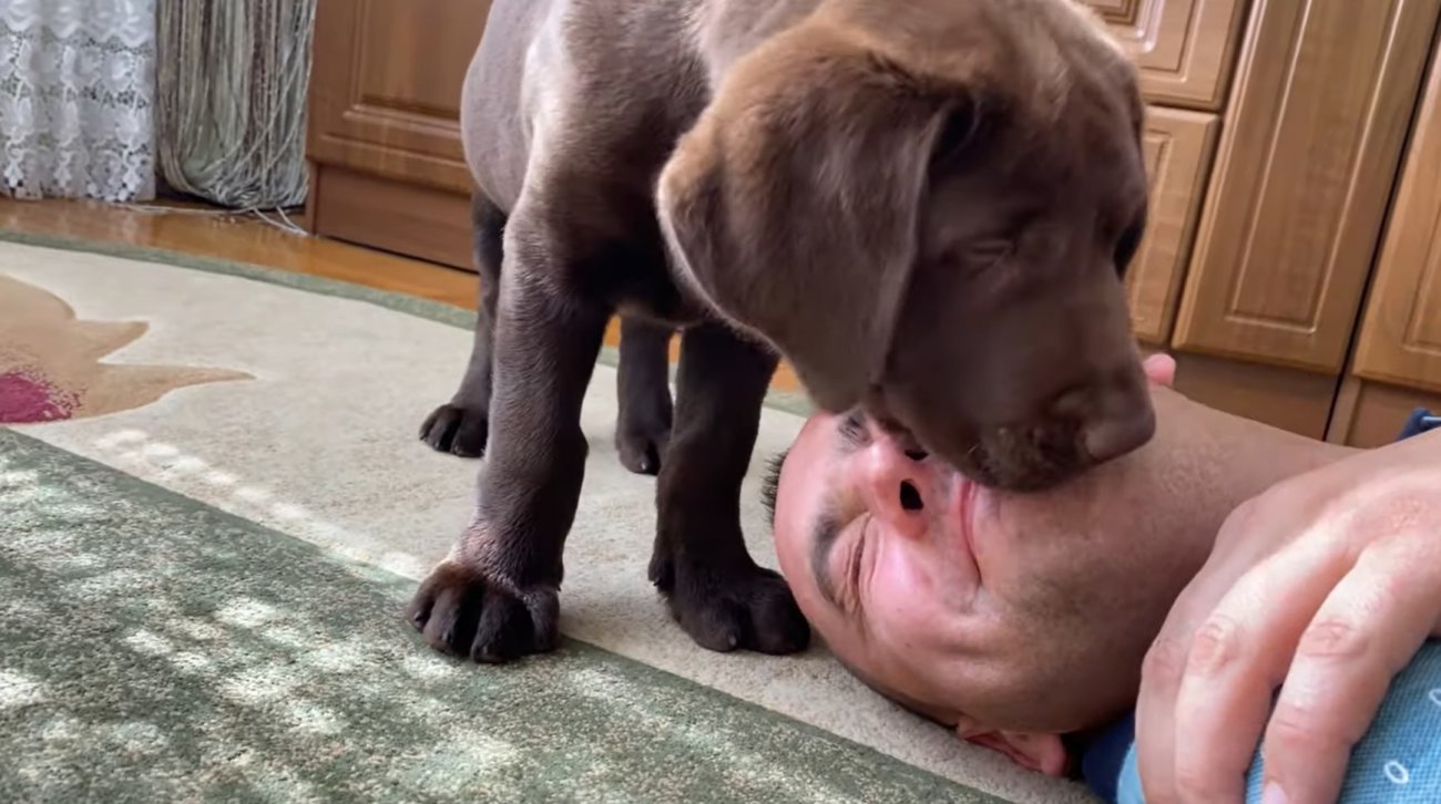 ラブラドールレトリーバー,動画