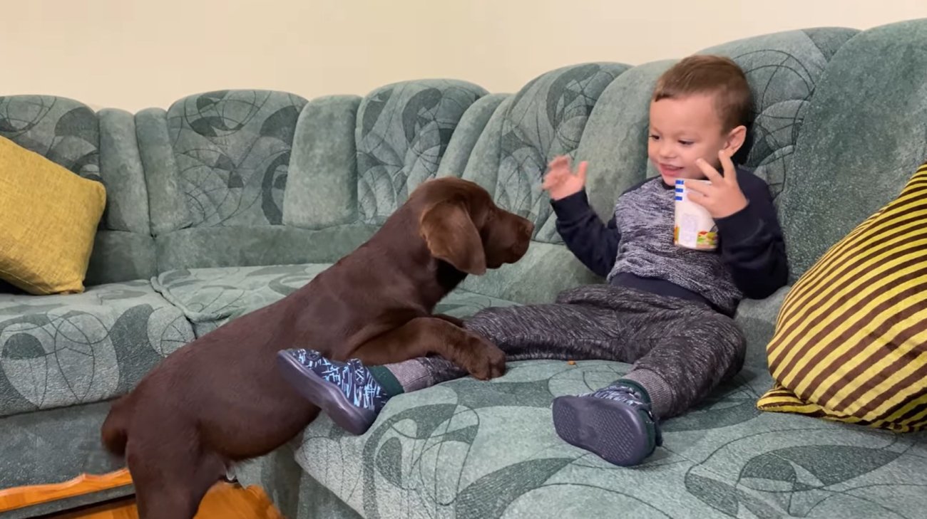 ラブラドールレトリーバー,動画