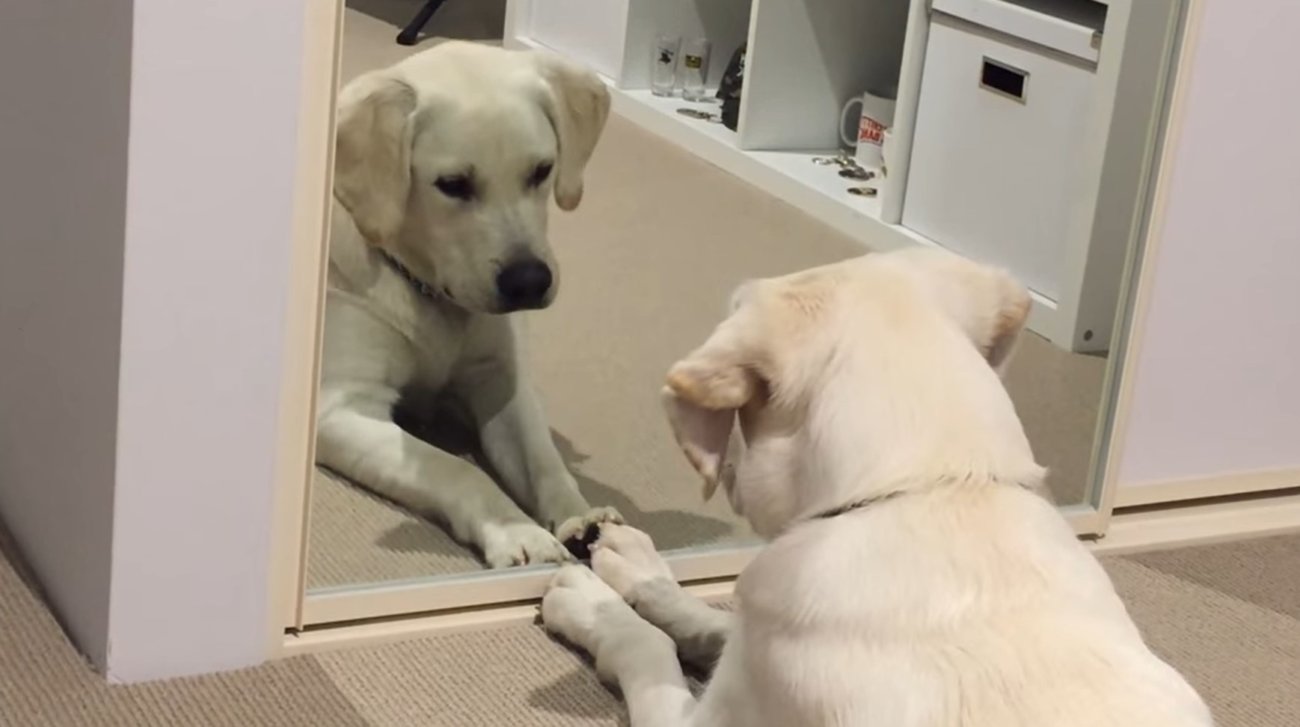 ラブラドールレトリーバー,動画