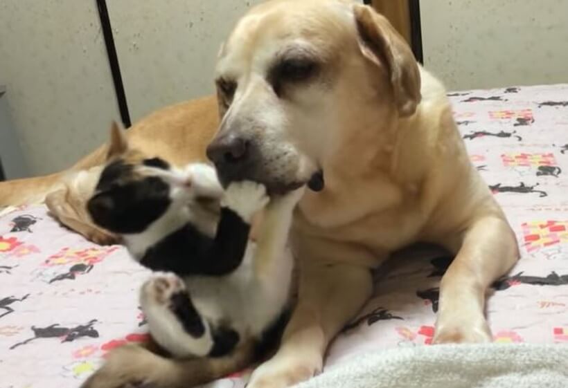 ラブラドールレトリーバー,動画