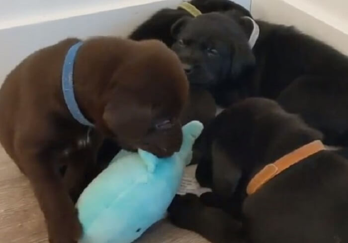 ラブラドールレトリーバー,動画