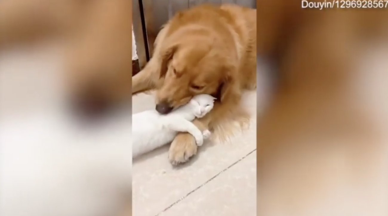 ゴールデンレトリーバー,動画