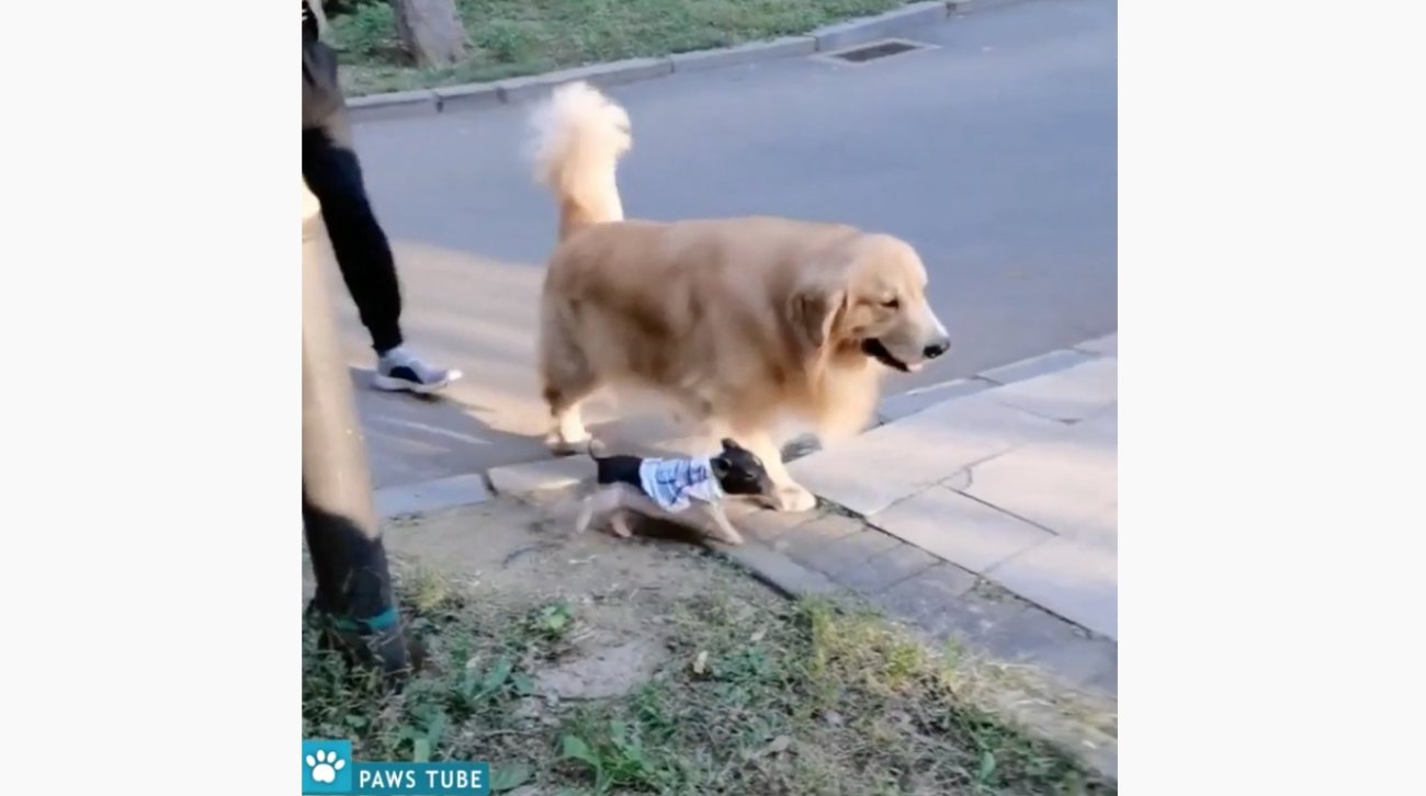 ゴールデンレトリーバー,動画