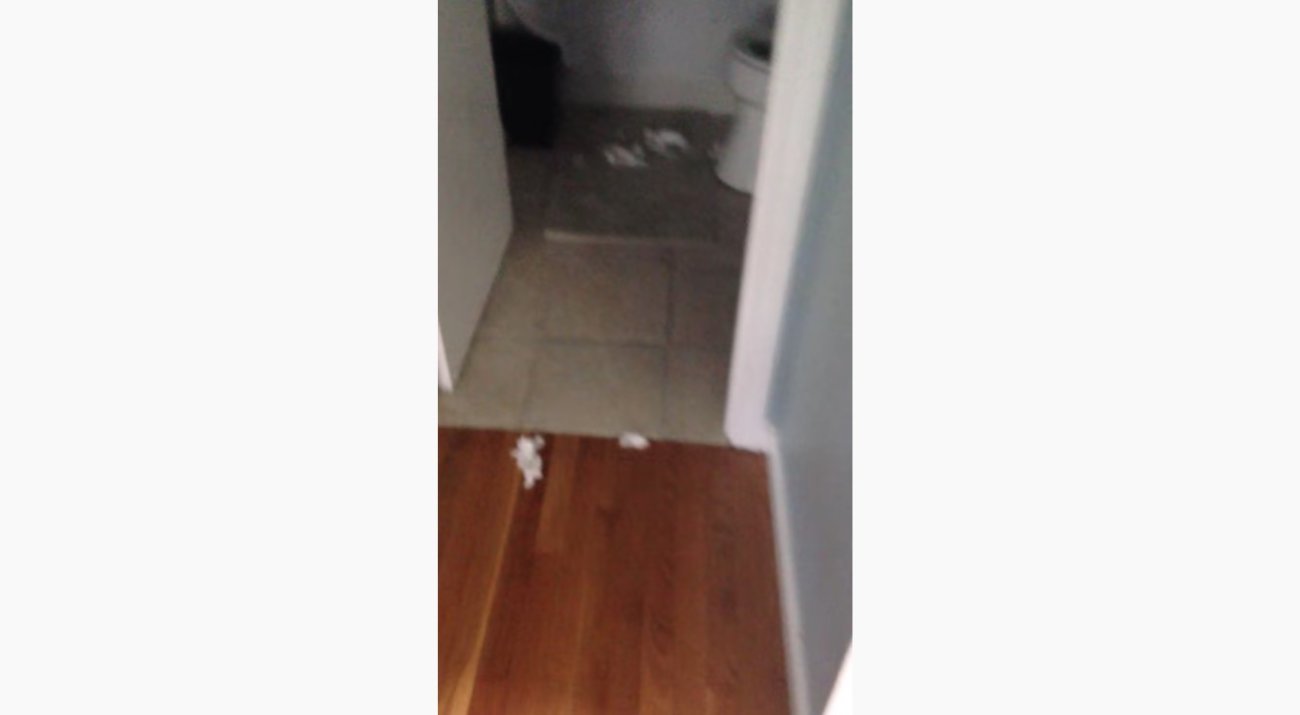 ゴールデンレトリーバー,動画