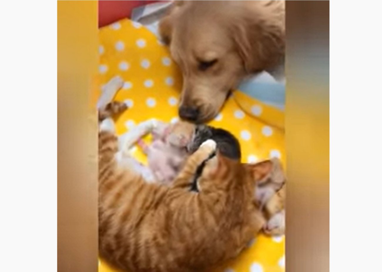 ゴールデンレトリーバー,動画