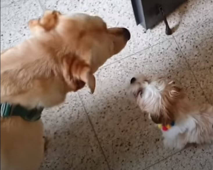 ラブラドールレトリーバー,動画