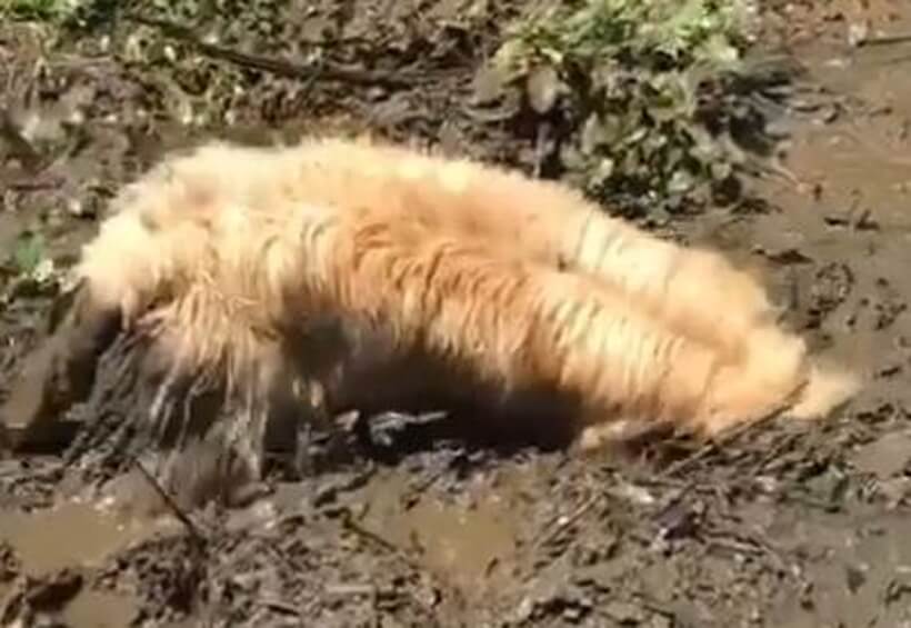 ゴールデンレトリーバー,動画