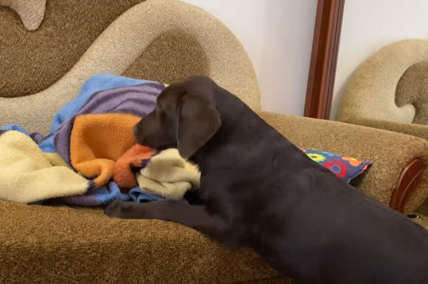 ラブラドールレトリーバー,動画