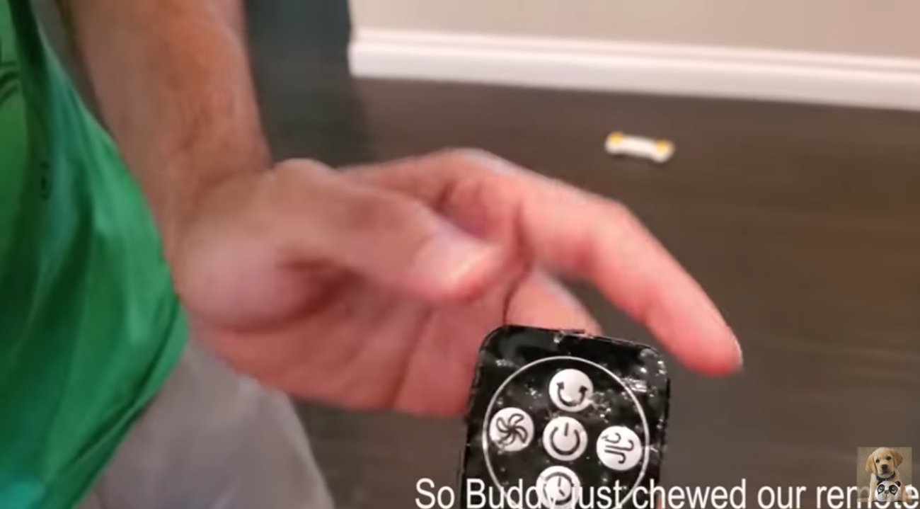 ラブラドールレトリーバー,動画