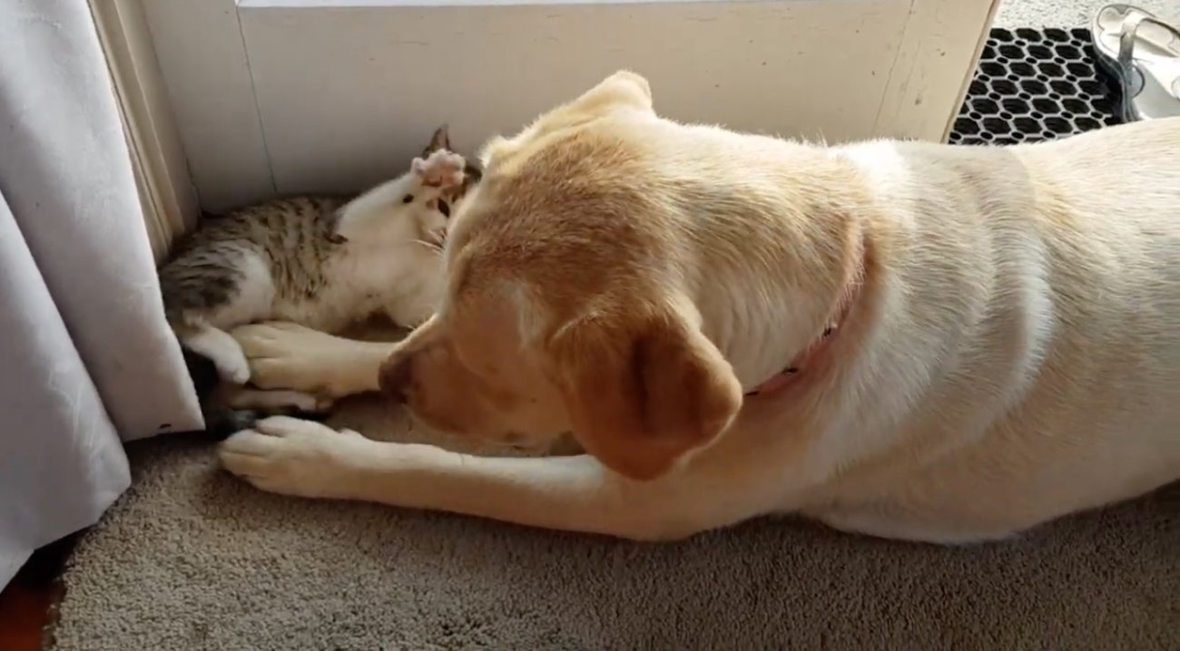 ラブラドールレトリーバー,動画