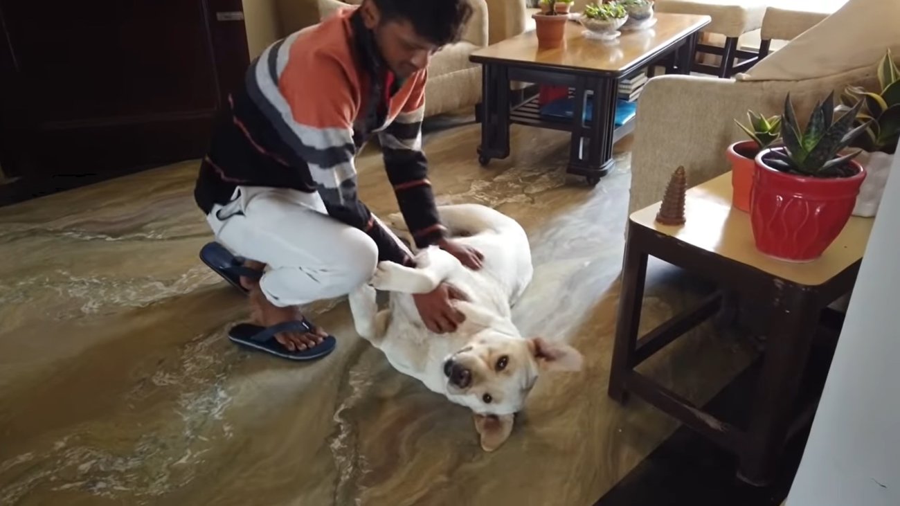 ラブラドールレトリーバー,動画