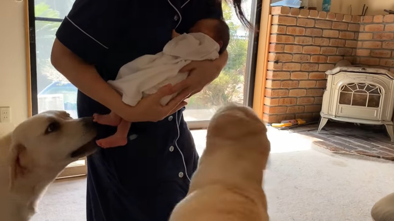 ラブラドールレトリーバー,動画