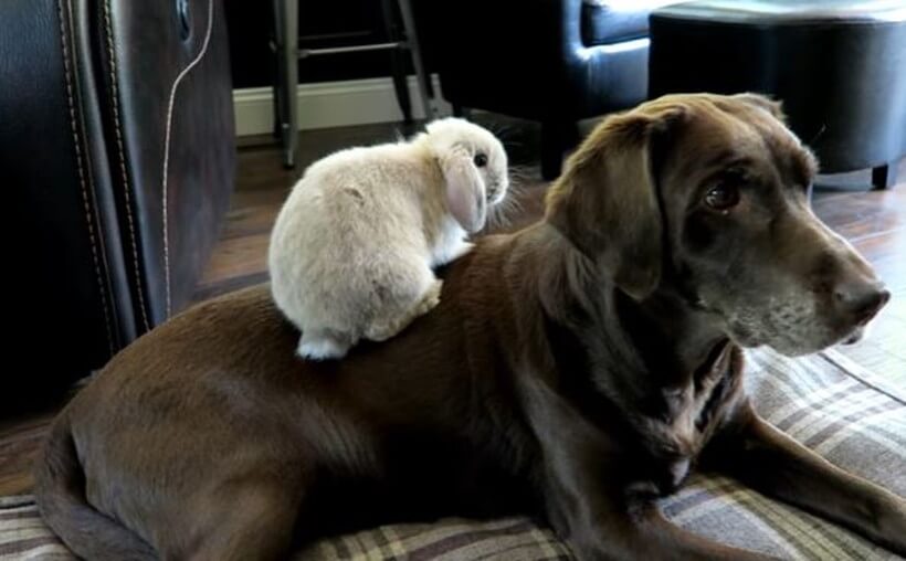 ラブラドールレトリーバー,動画