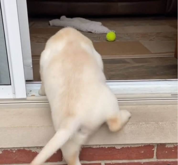 ラブラドールレトリーバー,動画