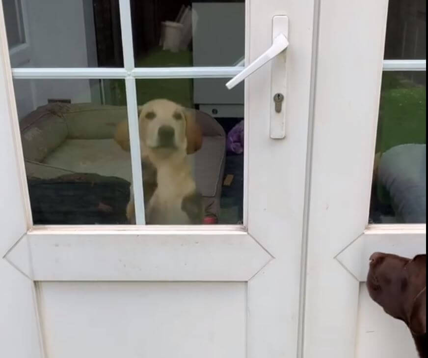 ラブラドールレトリーバー,動画