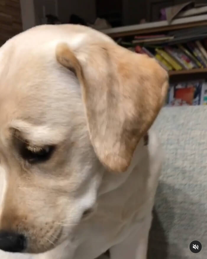 ラブラドールレトリーバー,動画