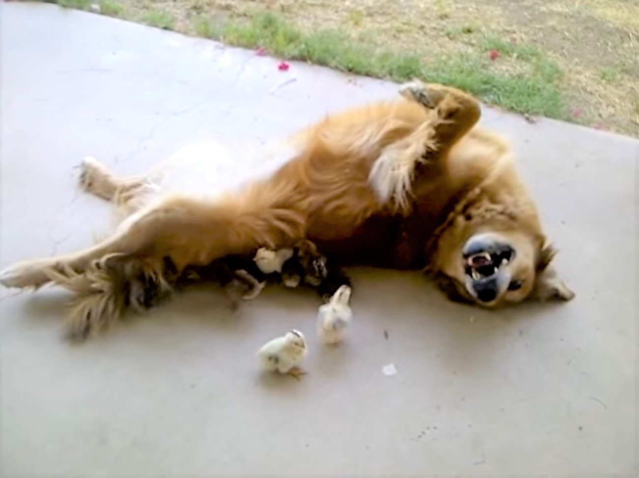 ゴールデンレトリーバー,動画