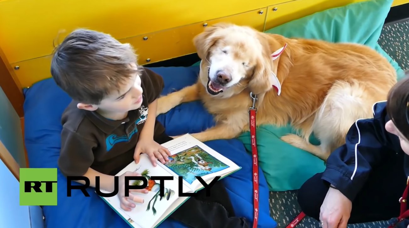 ゴールデンレトリーバー,動画