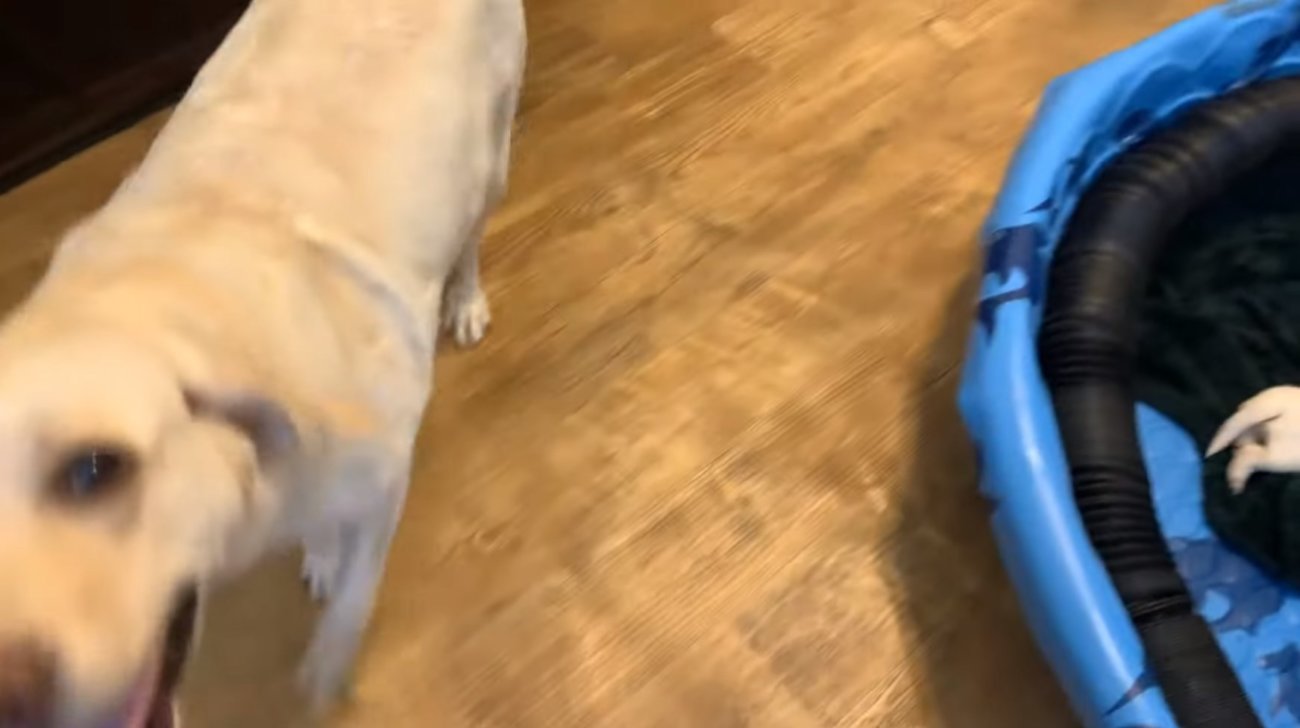 ラブラドールレトリーバー,動画