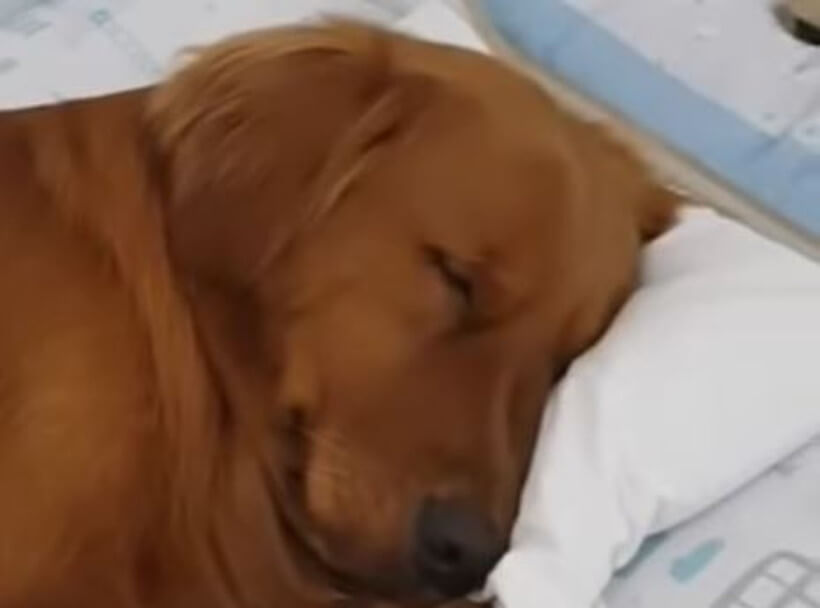 ゴールデンレトリーバー,動画