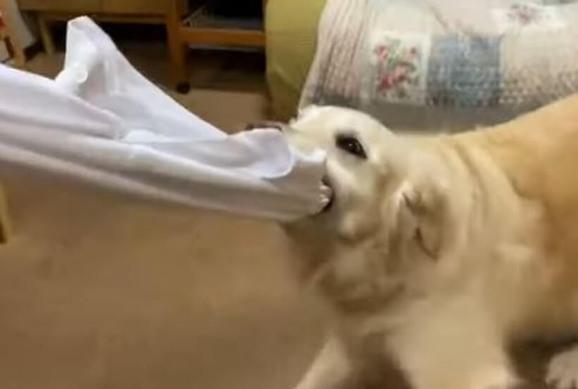 ゴールデンレトリーバー,動画