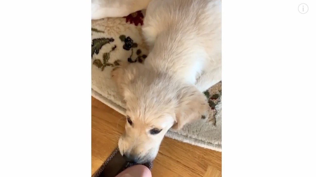 ゴールデンレトリーバー,動画