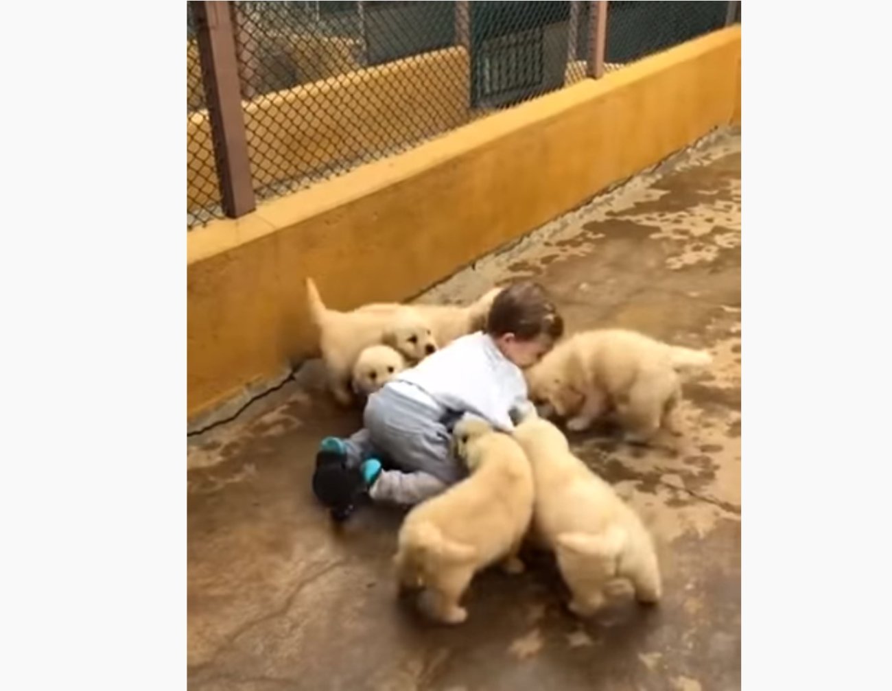 ゴールデンレトリーバー,動画