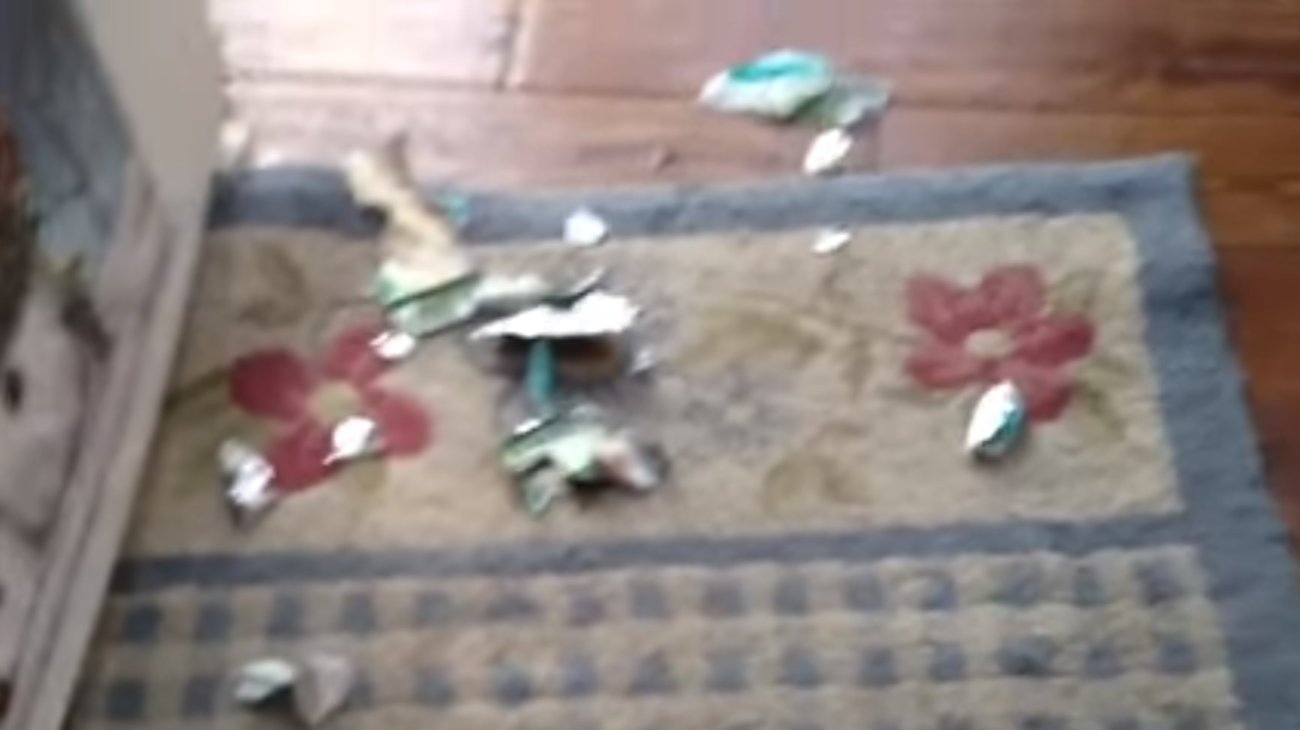 ゴールデンレトリーバー,動画