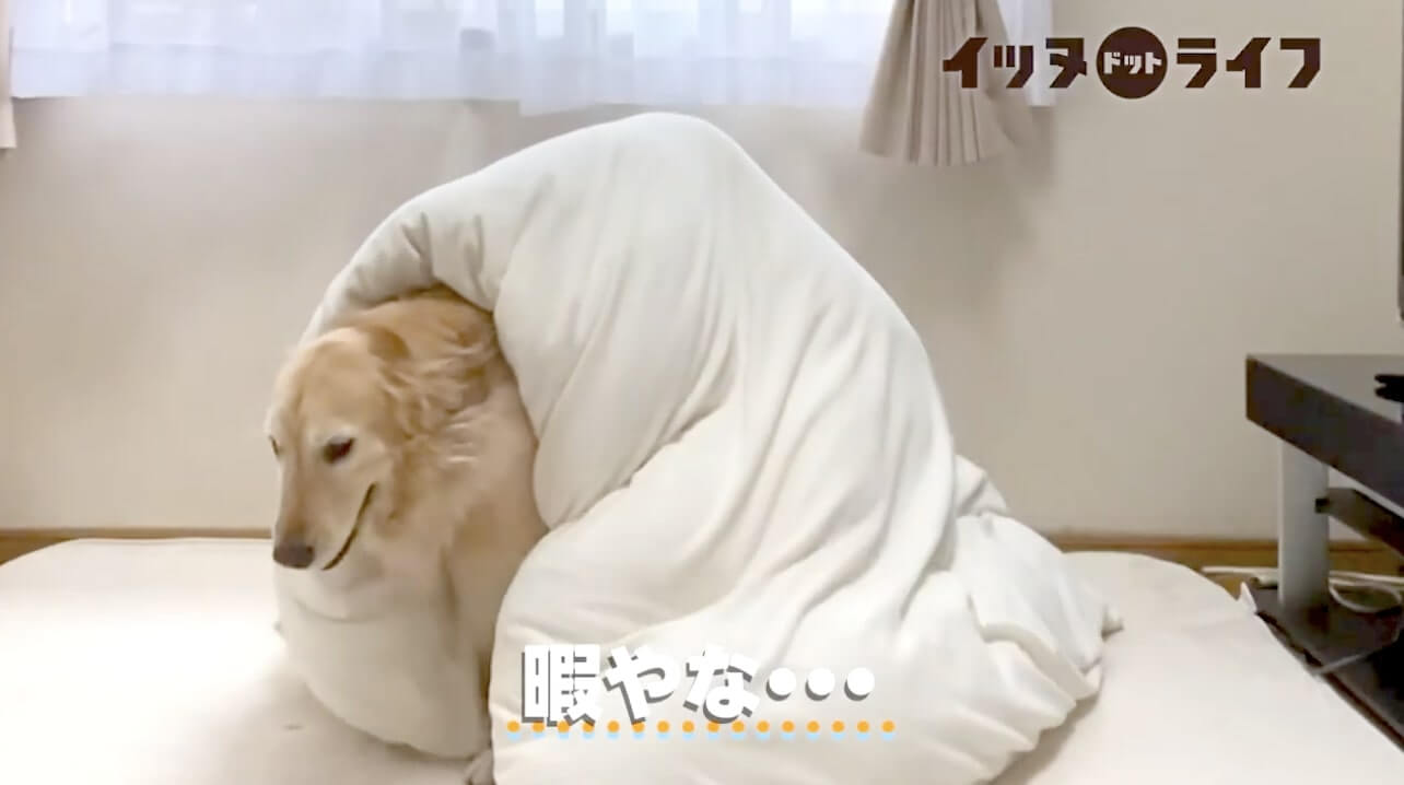 ゴールデン,動画,イッヌドットライフ