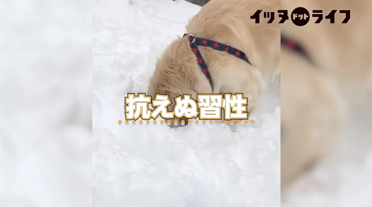 ゴールデン,動画,イッヌドットライフ