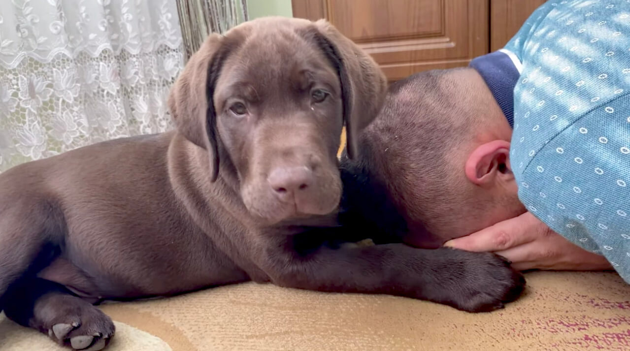 ラブラドールレトリーバー,動画