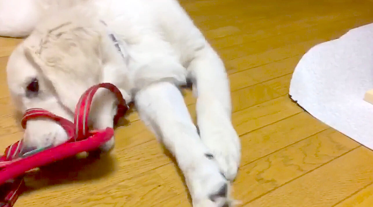 ゴールデンレトリーバー,動画