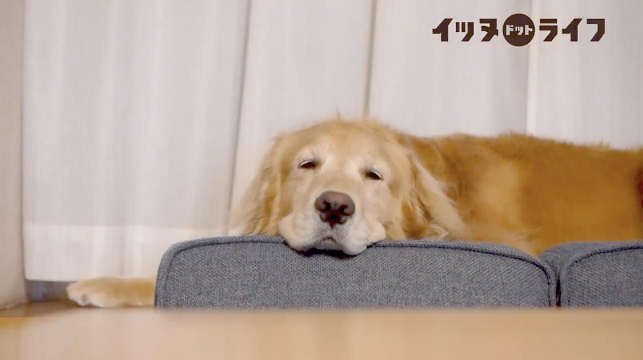 ゴールデン,動画,イッヌドットライフ