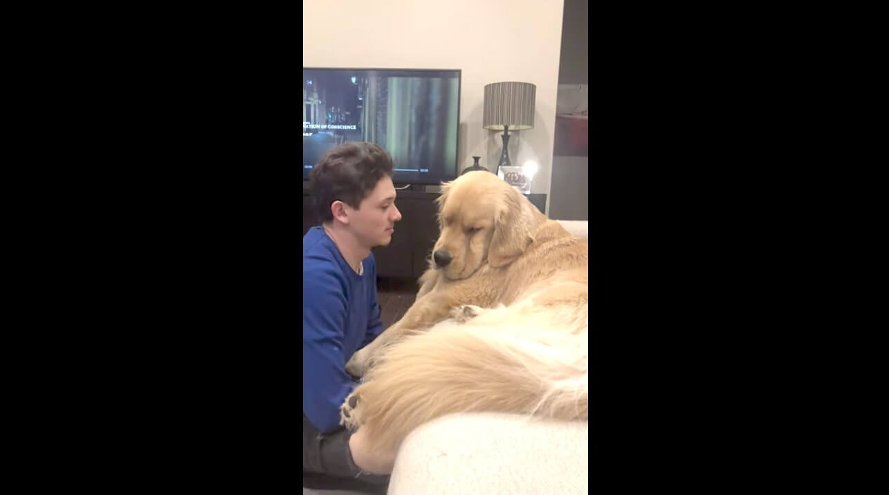 ゴールデンレトリーバー,動画