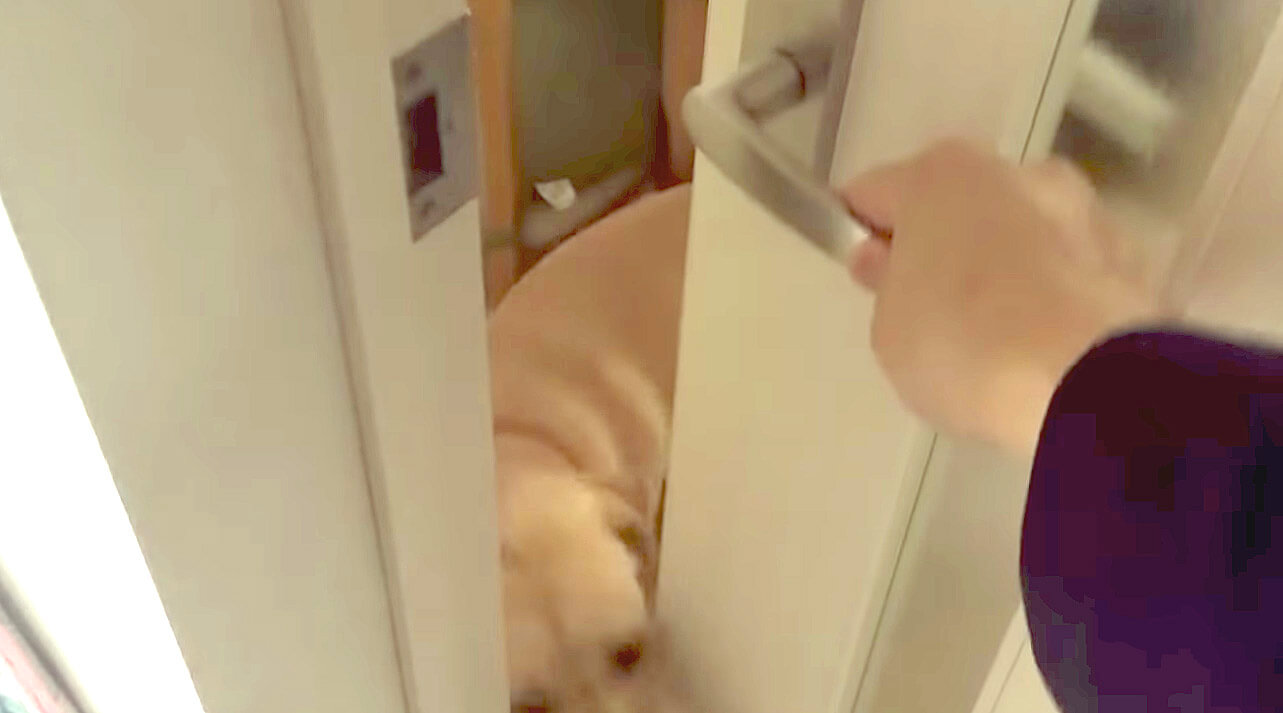 ラブラドールレトリーバー,動画