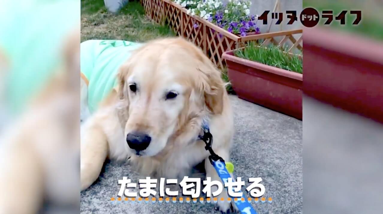 ゴールデン,動画,イッヌドットライフ