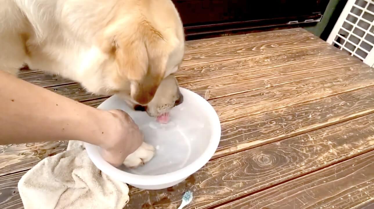 ラブラドールレトリーバー,動画