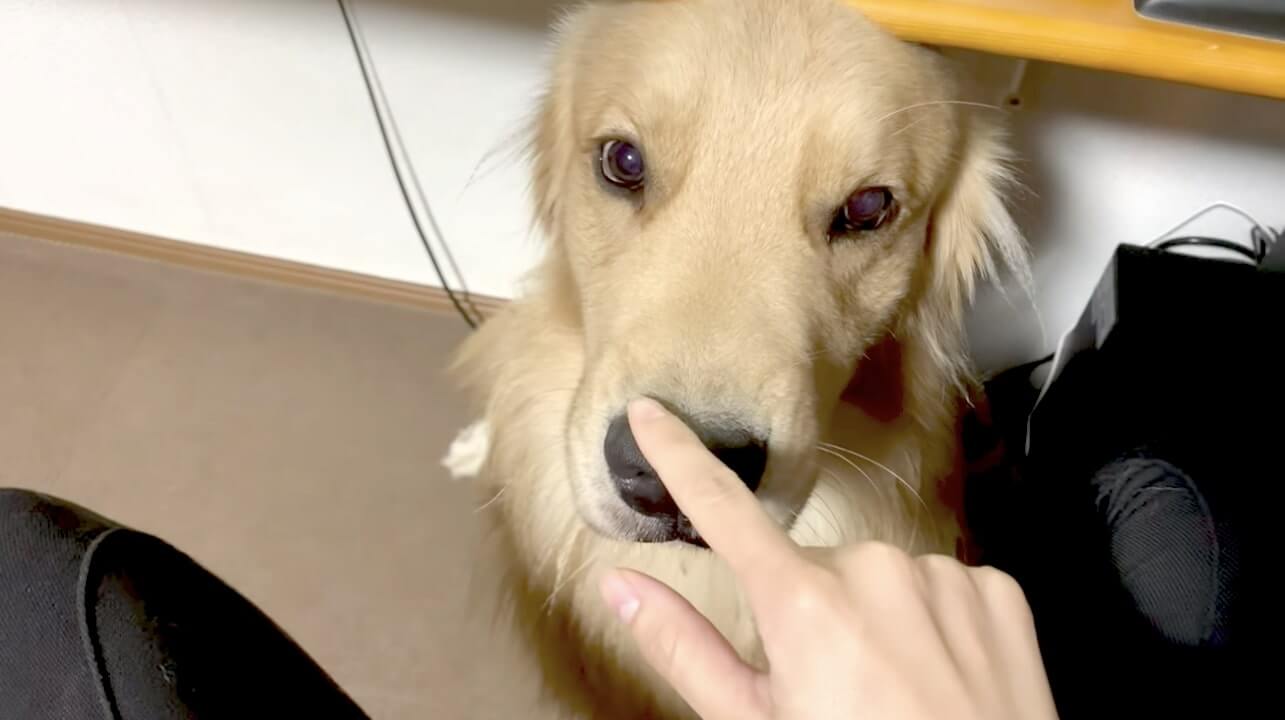 ゴールデンレトリーバー,動画