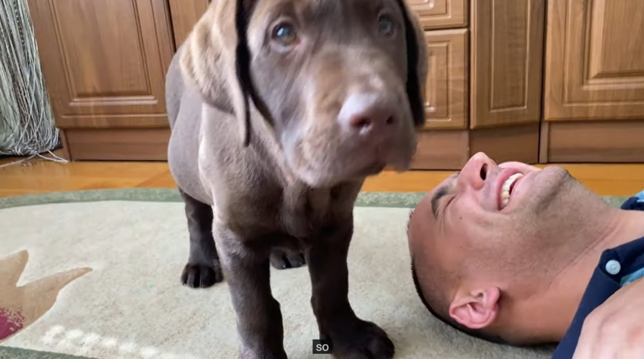 ラブラドールレトリーバー,動画