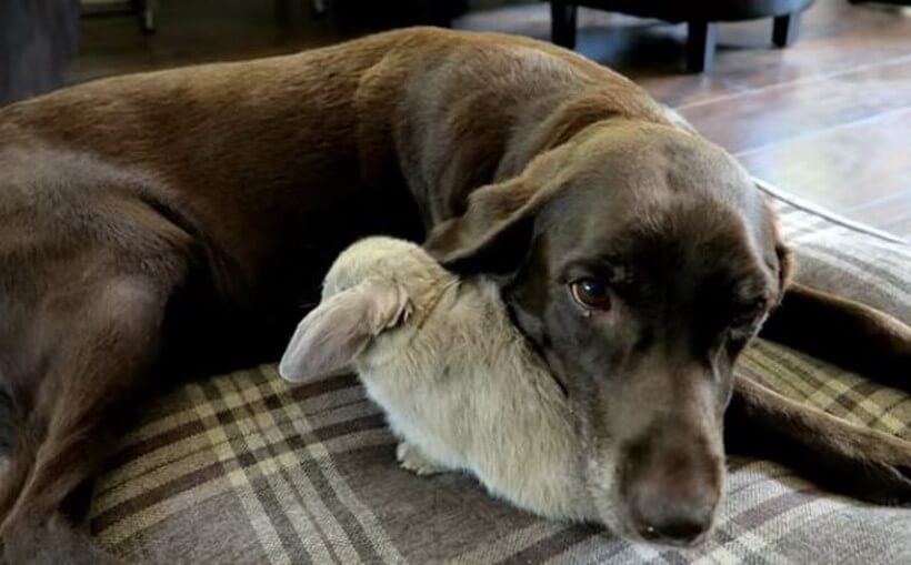 ラブラドールレトリーバー,動画