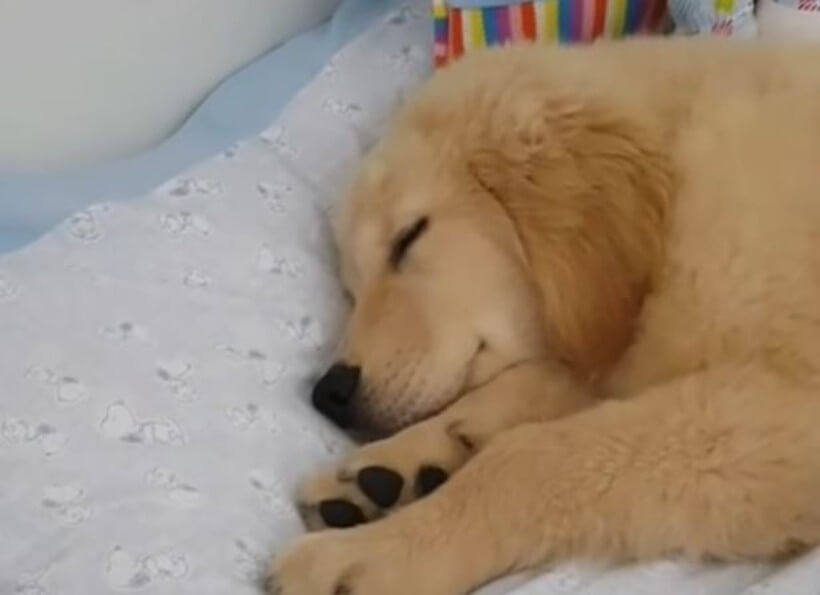 ゴールデンレトリーバー,動画