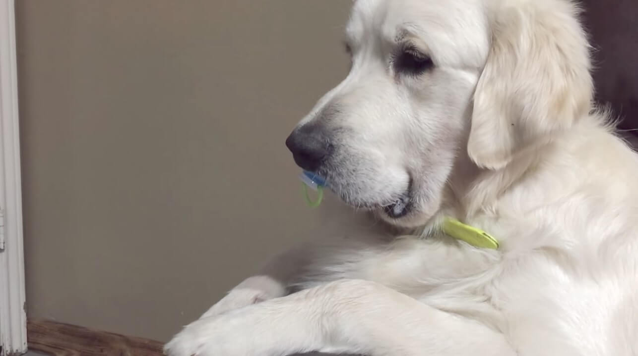 ゴールデンレトリーバー,動画