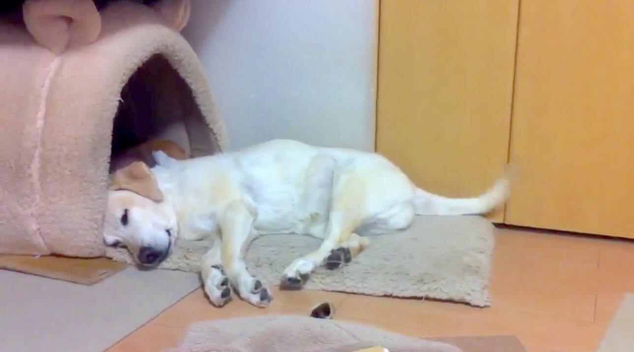 ラブラドールレトリーバー,動画